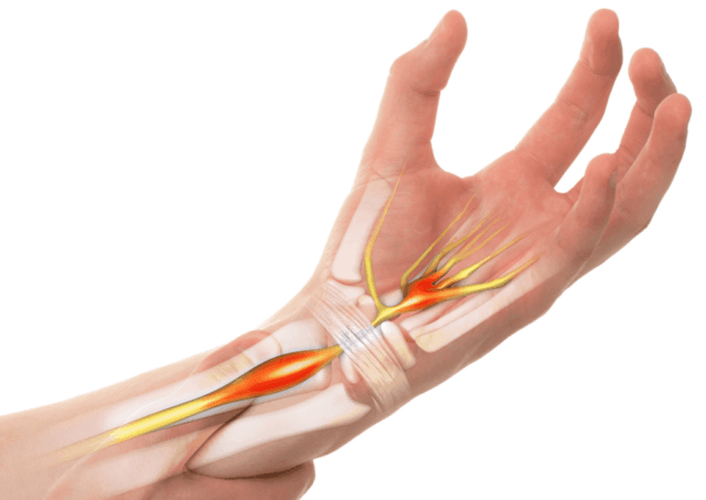Hand Wrist Anatomy